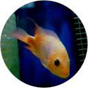 Phuc Huynh profile picture